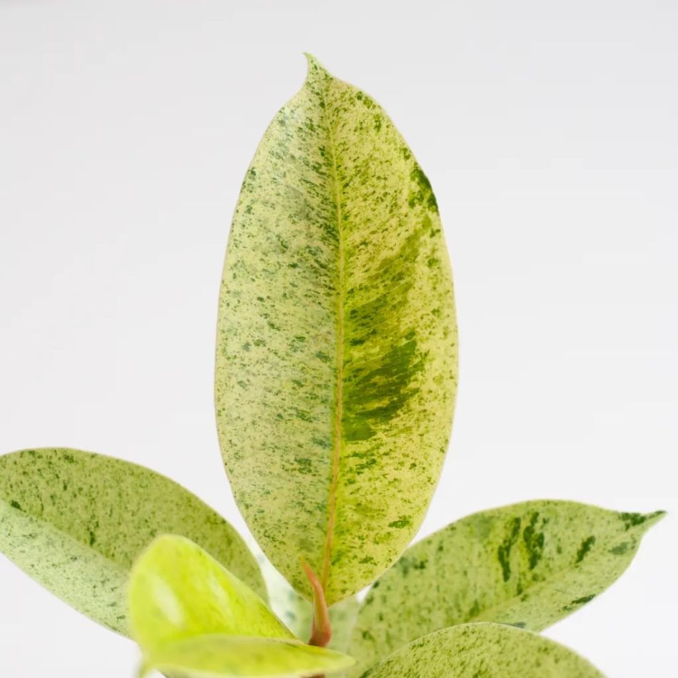 Ficus Shivereana Moonshine blad