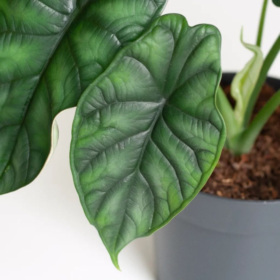 Alocasia Dragon Scale blad