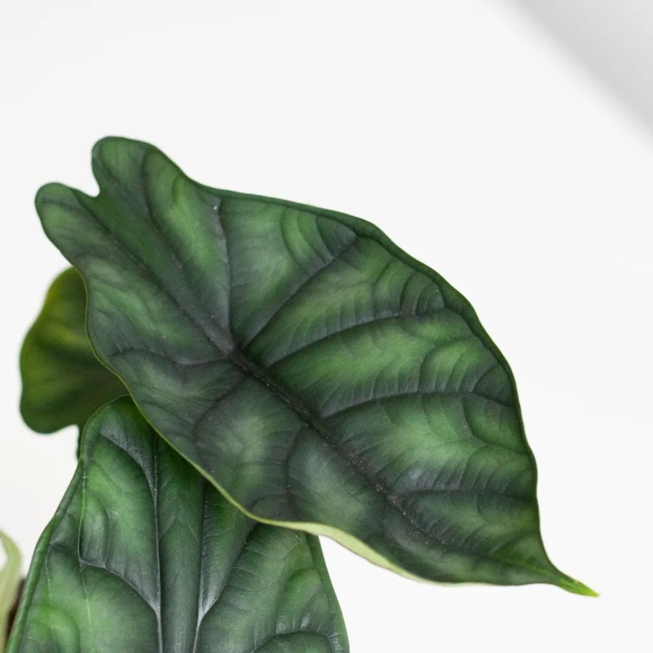 Alocasia Dragon Scale blad