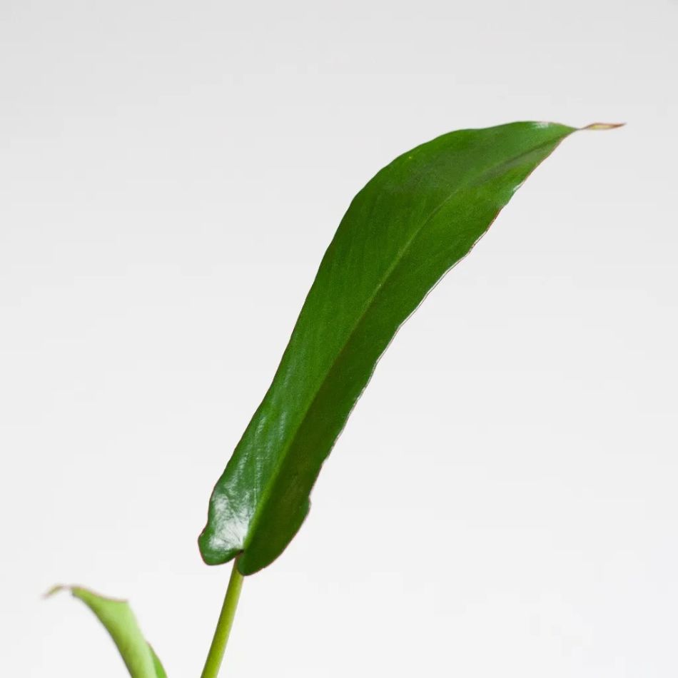 Philodendron Joepii blad