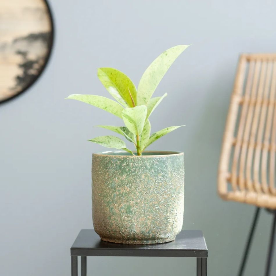 Ficus Shivereana Moonshine