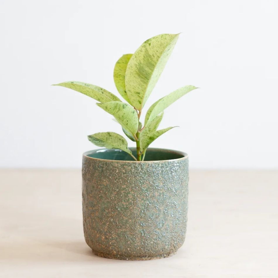 Ficus Shivereana Moonshine
