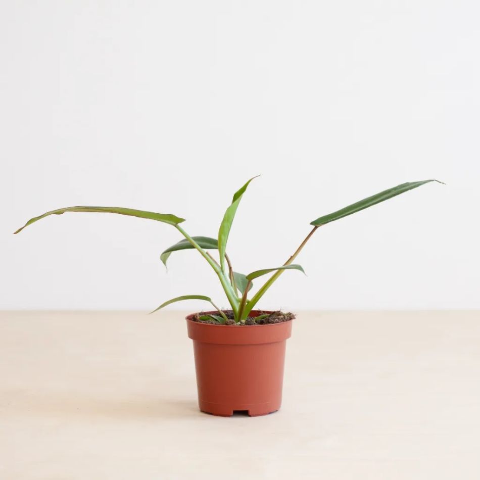 Philodendron Joepii