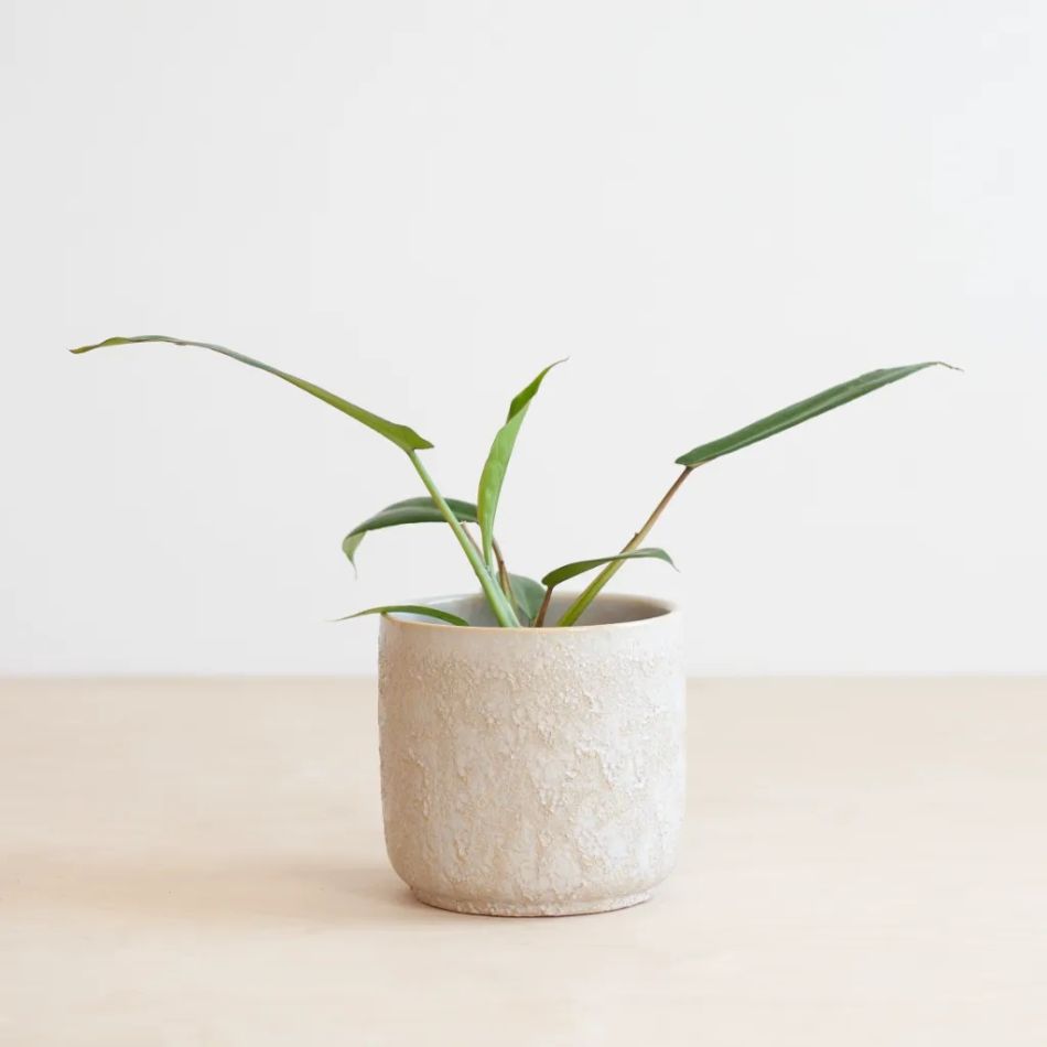Philodendron Joepii