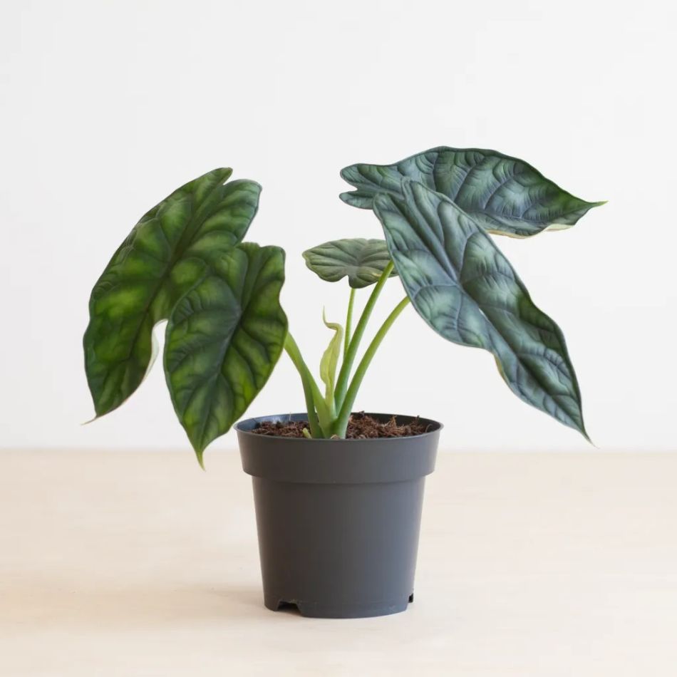 Alocasia Dragon Scale
