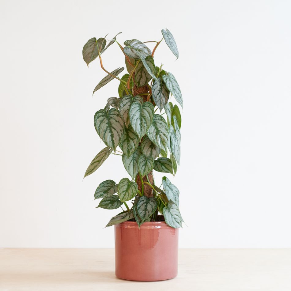 Philodendron Brandtianum mosstok