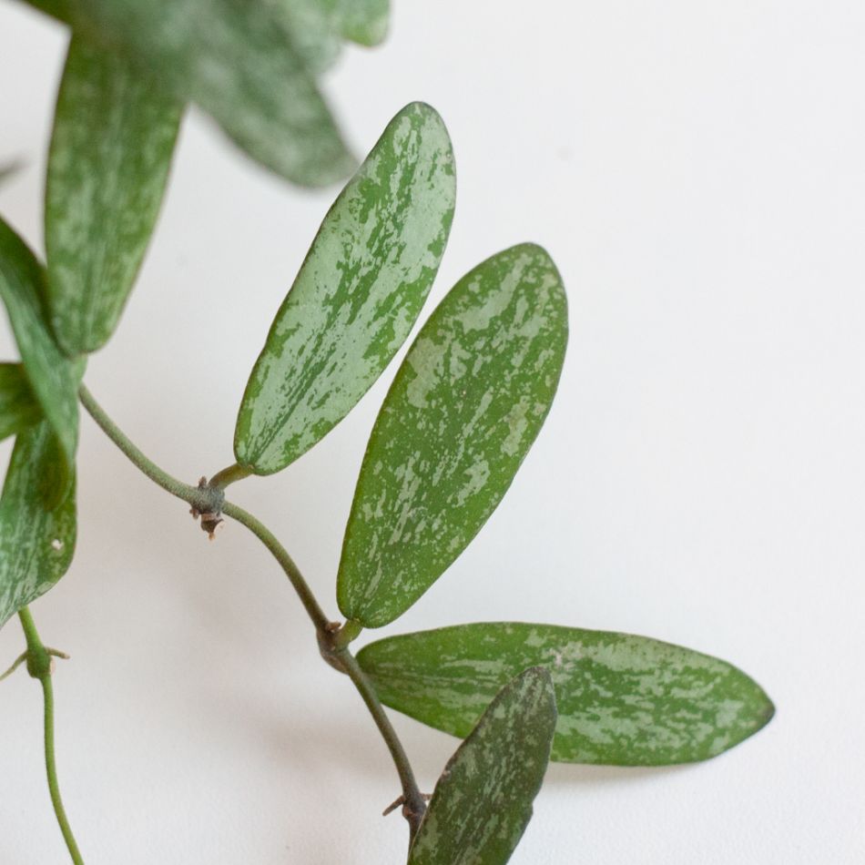 Hoya Sigillatis