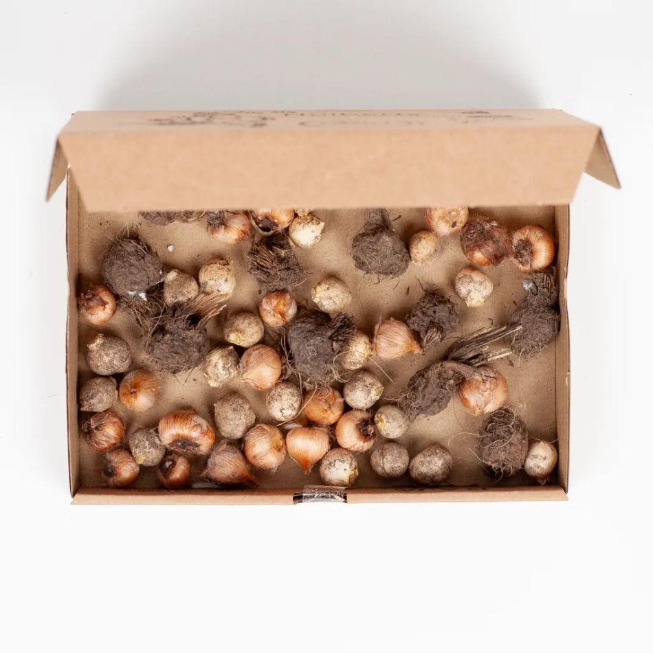 Biologische-bollen-brievenbuspakket-huiberts-plantje-1024-6 1