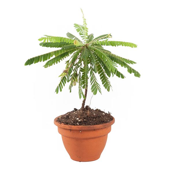 Biophytum sensitivum