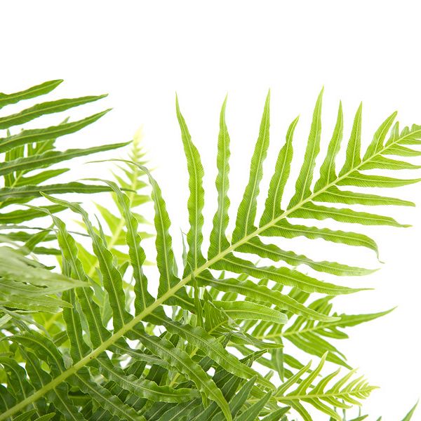 blechnum gibbum silver lady