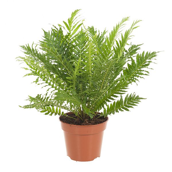 Dubbelloofvaren
