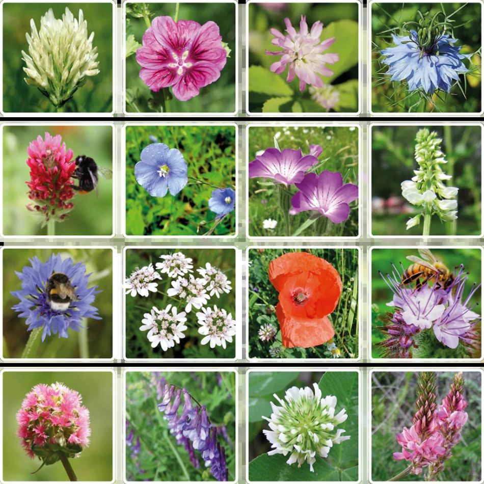 Blossombs-Bloemen-zadenmix-1024x1024 1 1