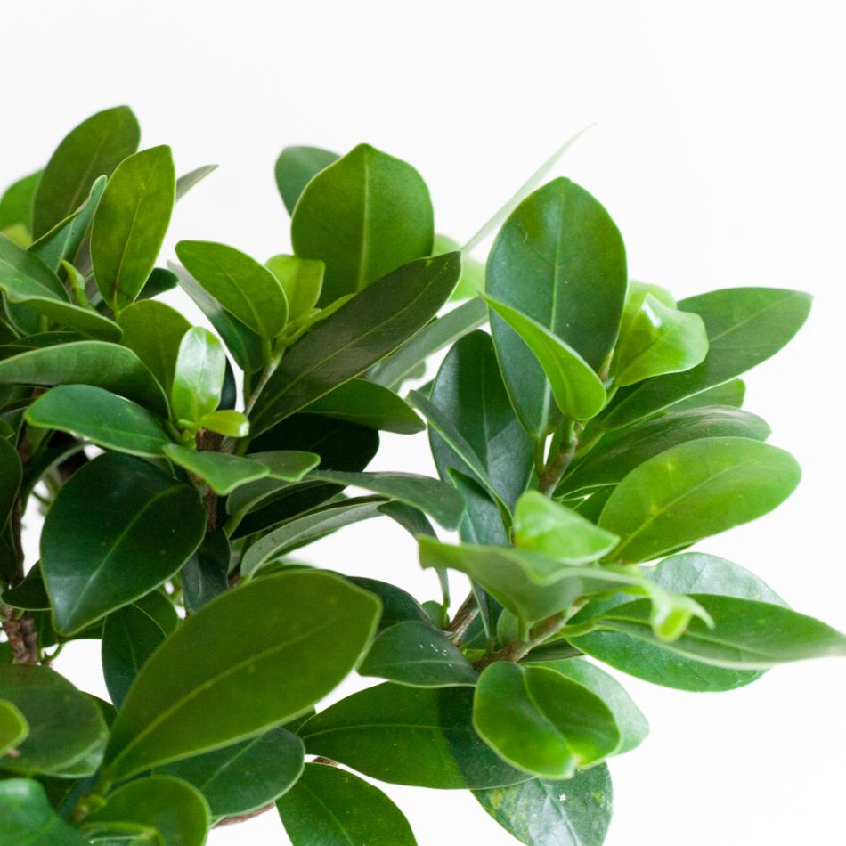 Ficus Ginseng - P12