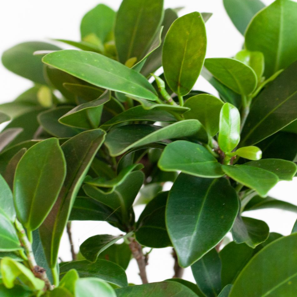 Ficus Ginseng - Ficus Microcarpa - P17