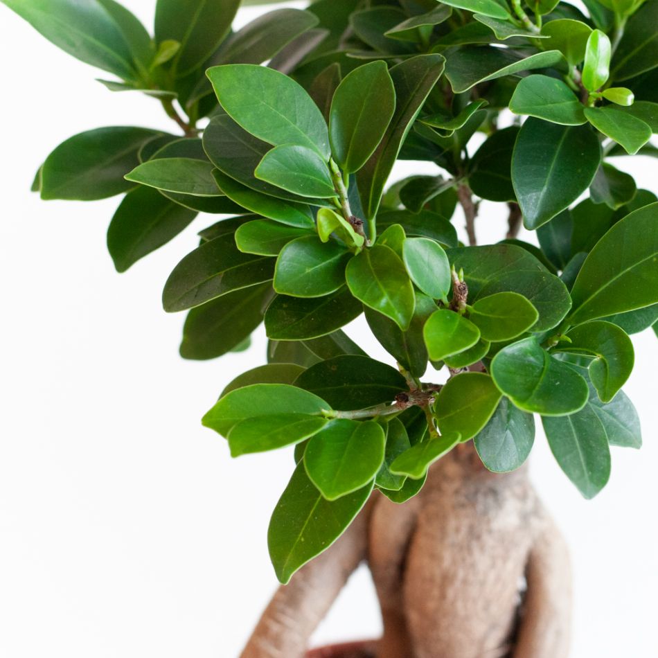 Ficus Ginseng - P12