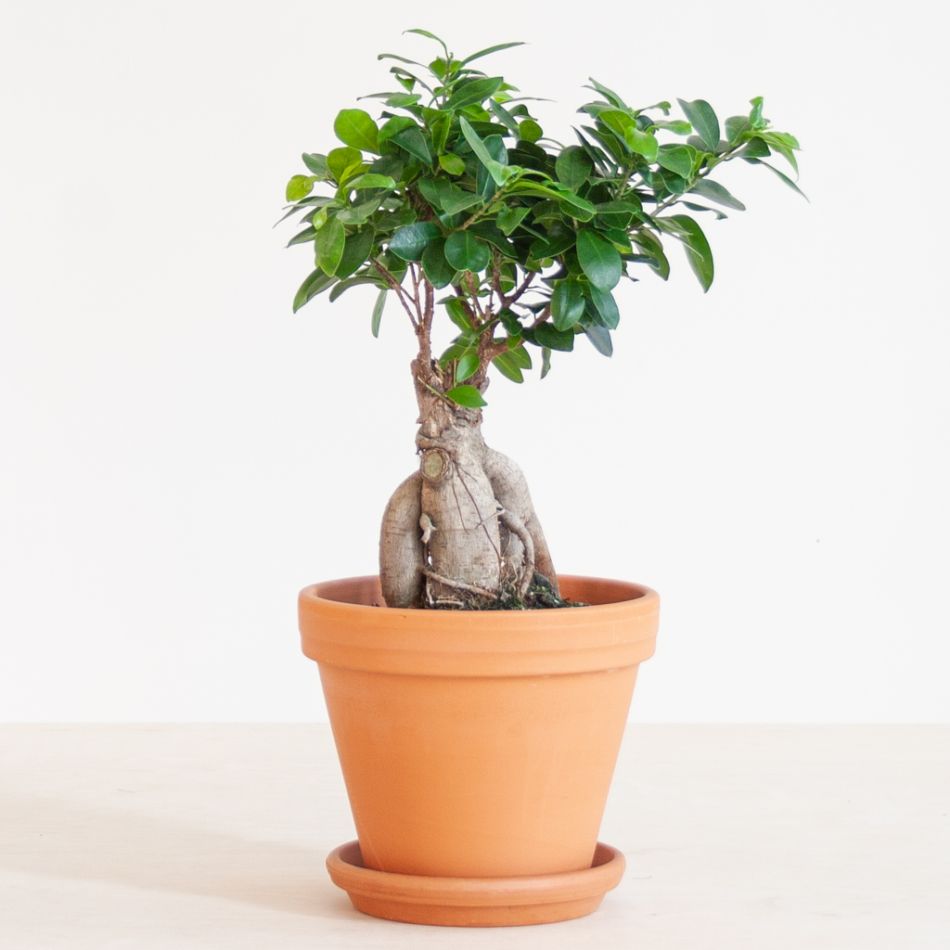 Ficus Ginseng - Ficus Microcarpa - P17