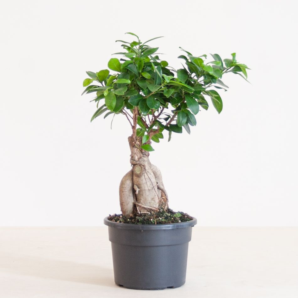 Ficus Ginseng - Ficus Microcarpa - P17