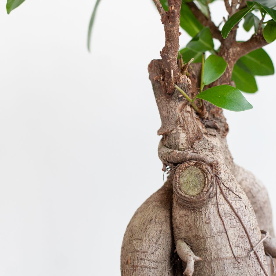 Ficus Ginseng - Ficus Microcarpa - P17