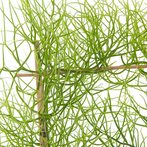 Bowiea volubilis verzorging
