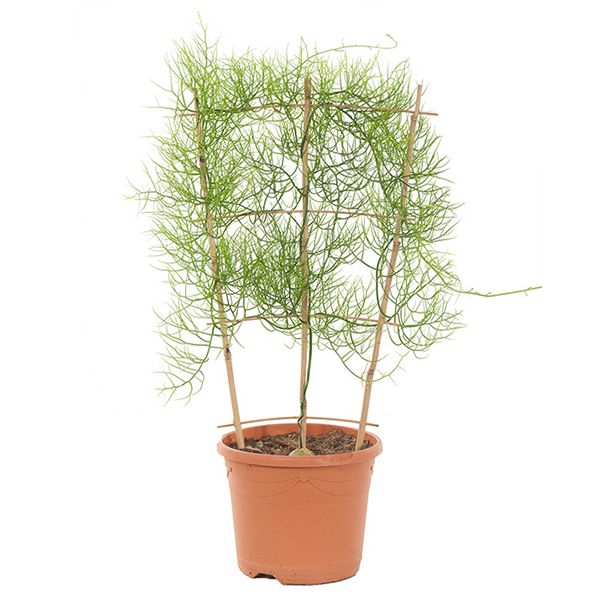 Bowiea volubilis