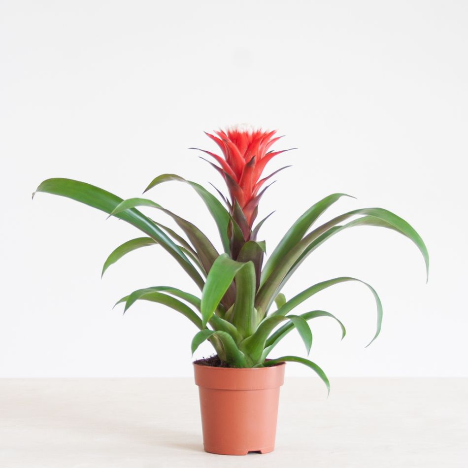 Bromelia Guzmania Francesca - p12