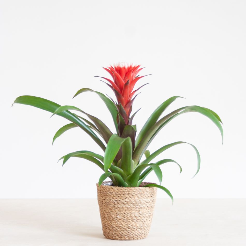 Bromelia Guzmania Francesca - p12