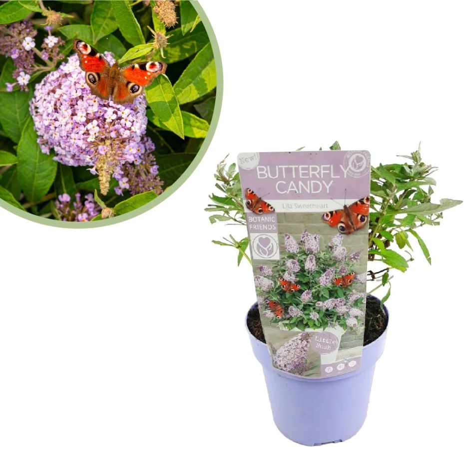 Buddleja-dav