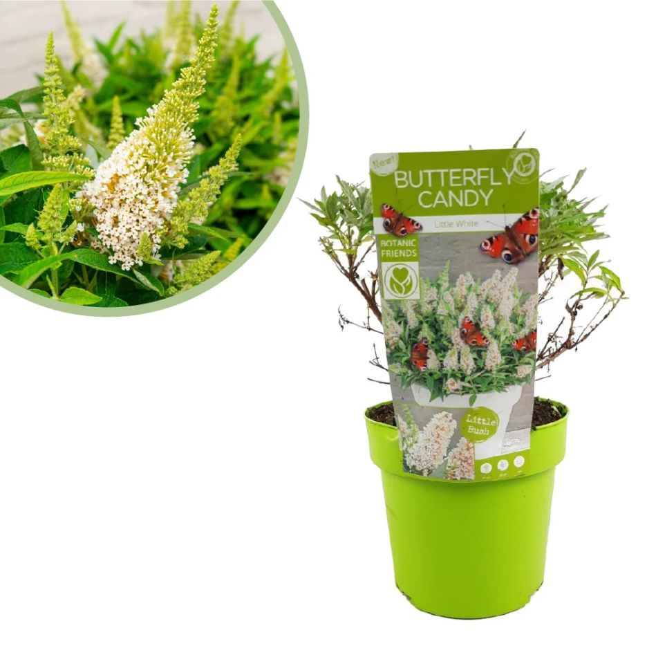 Buddleja-dav