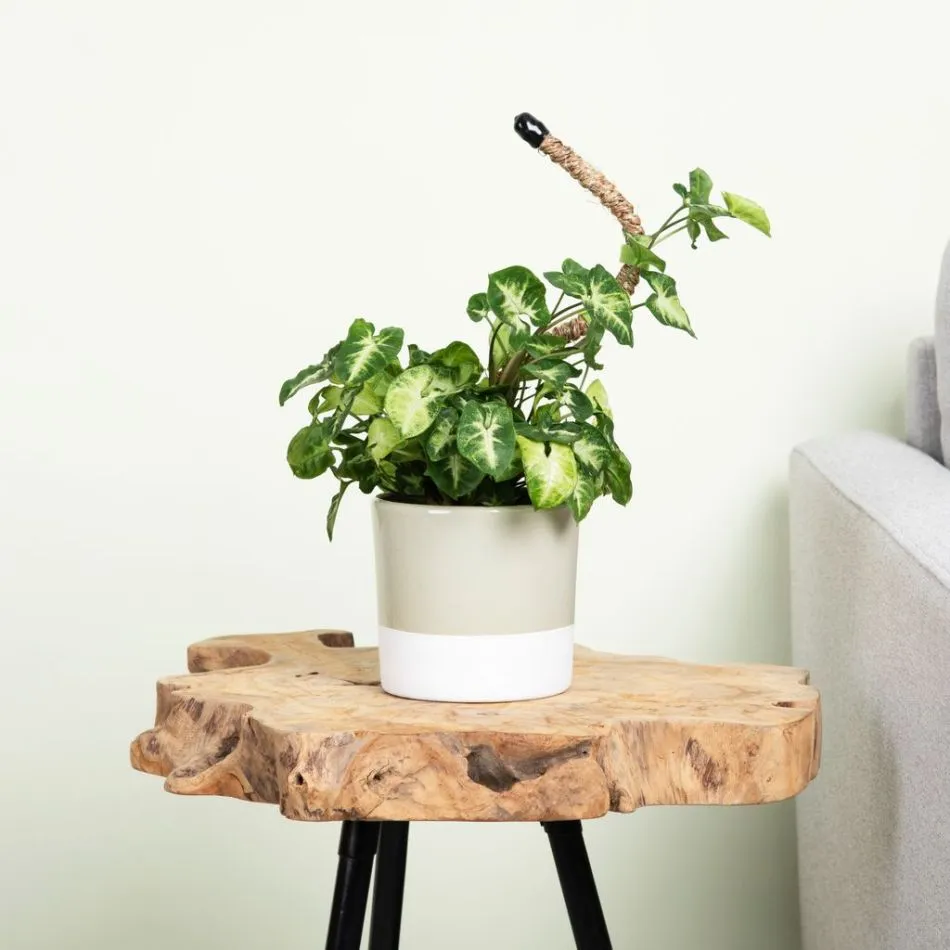 Syngonium Pixie, luchtzuiverende kamerplant