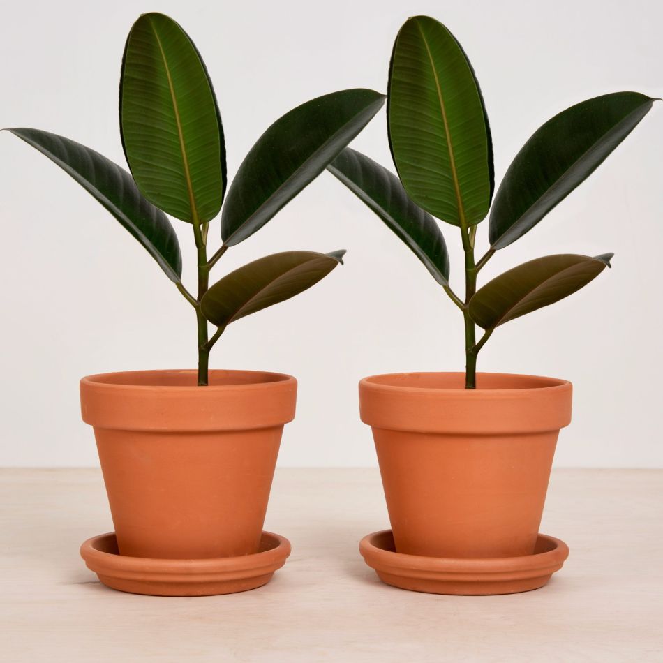 CS e-Flora-305-scaled