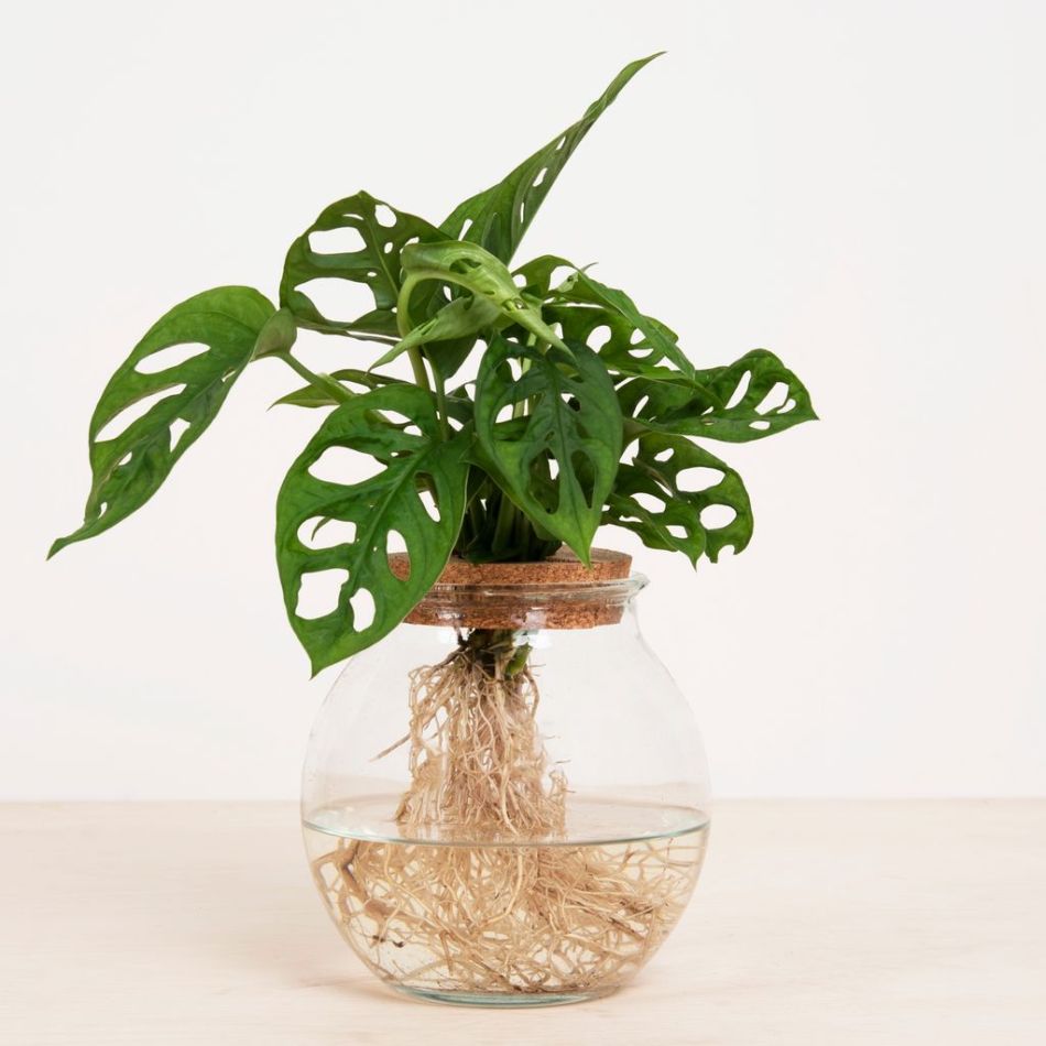 Monstera Adansonii in Bolglas