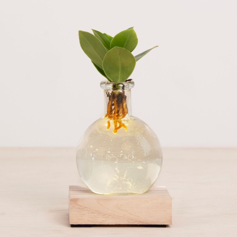 Clusia Lichtplantje