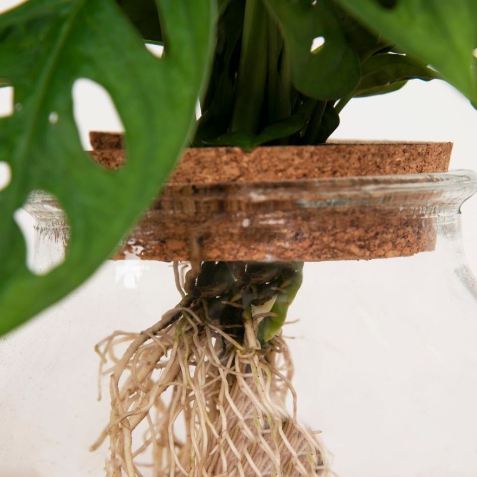 Monstera Adansonii Lichtplant XL