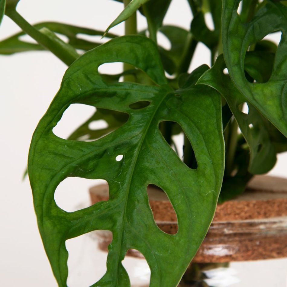 Monstera Adansonii Lichtplant XL