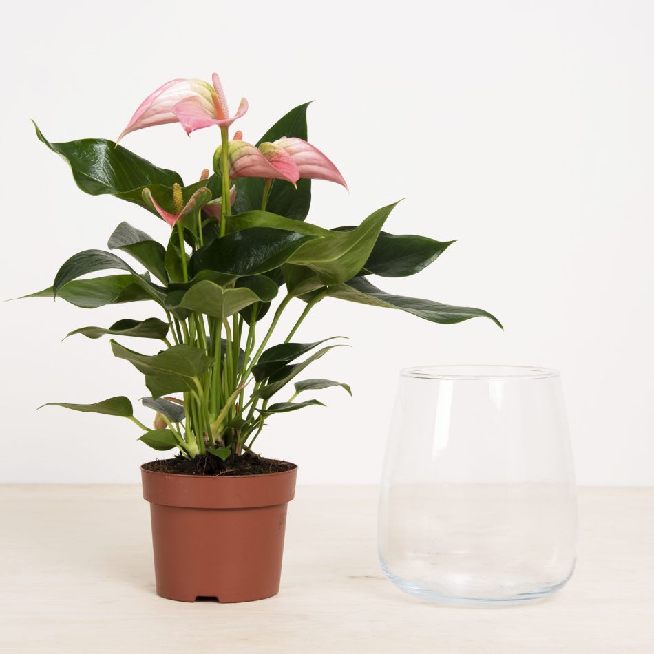 CS e-Flora-370-scaled