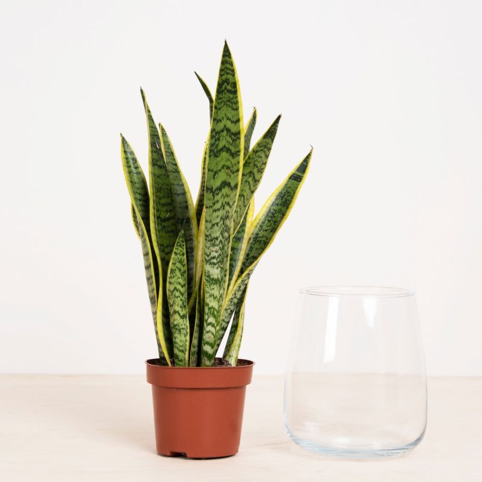Sansevieria in Vaas