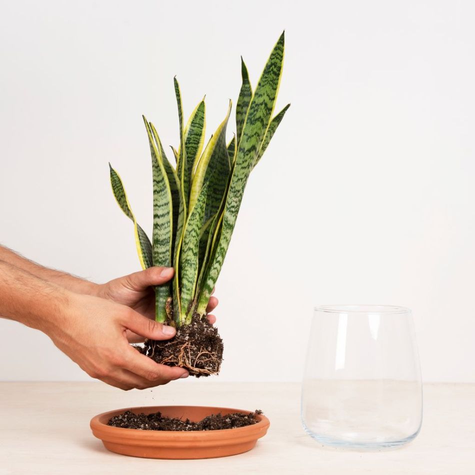 Sansevieria in Vaas