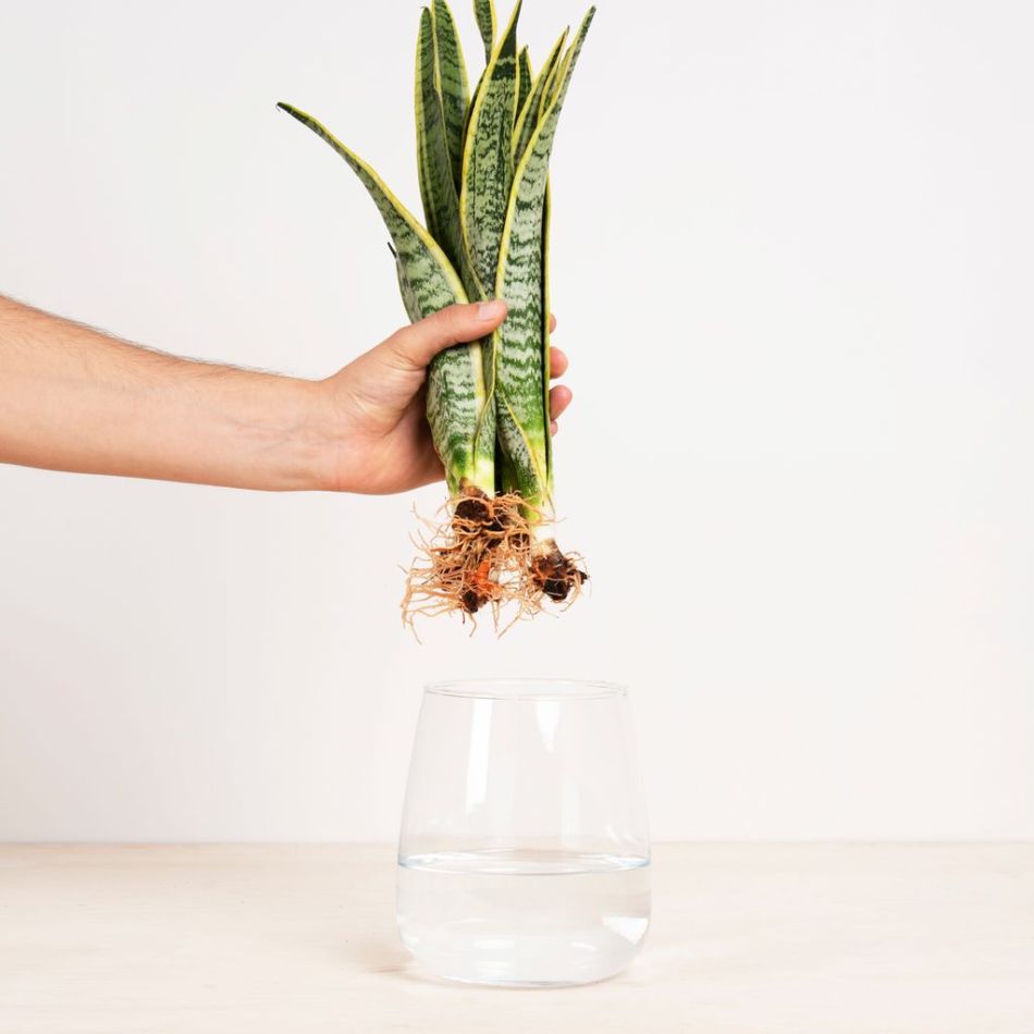 Sansevieria in Vaas