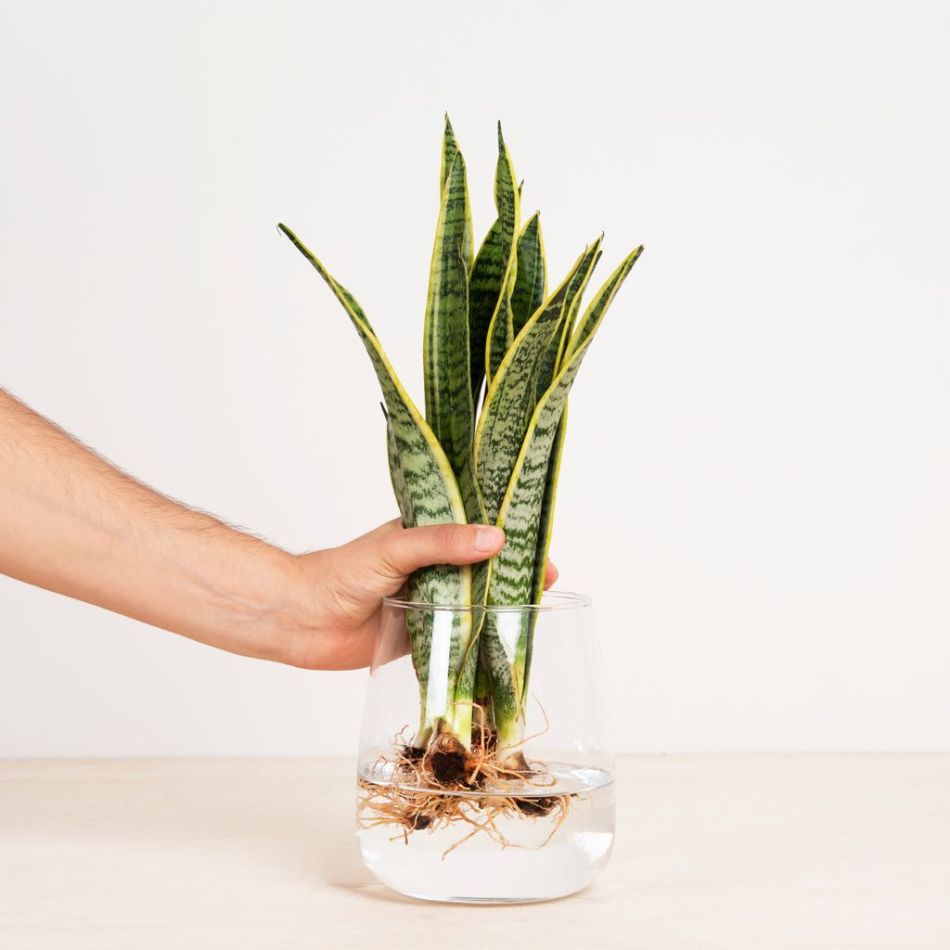 Sansevieria in Vaas