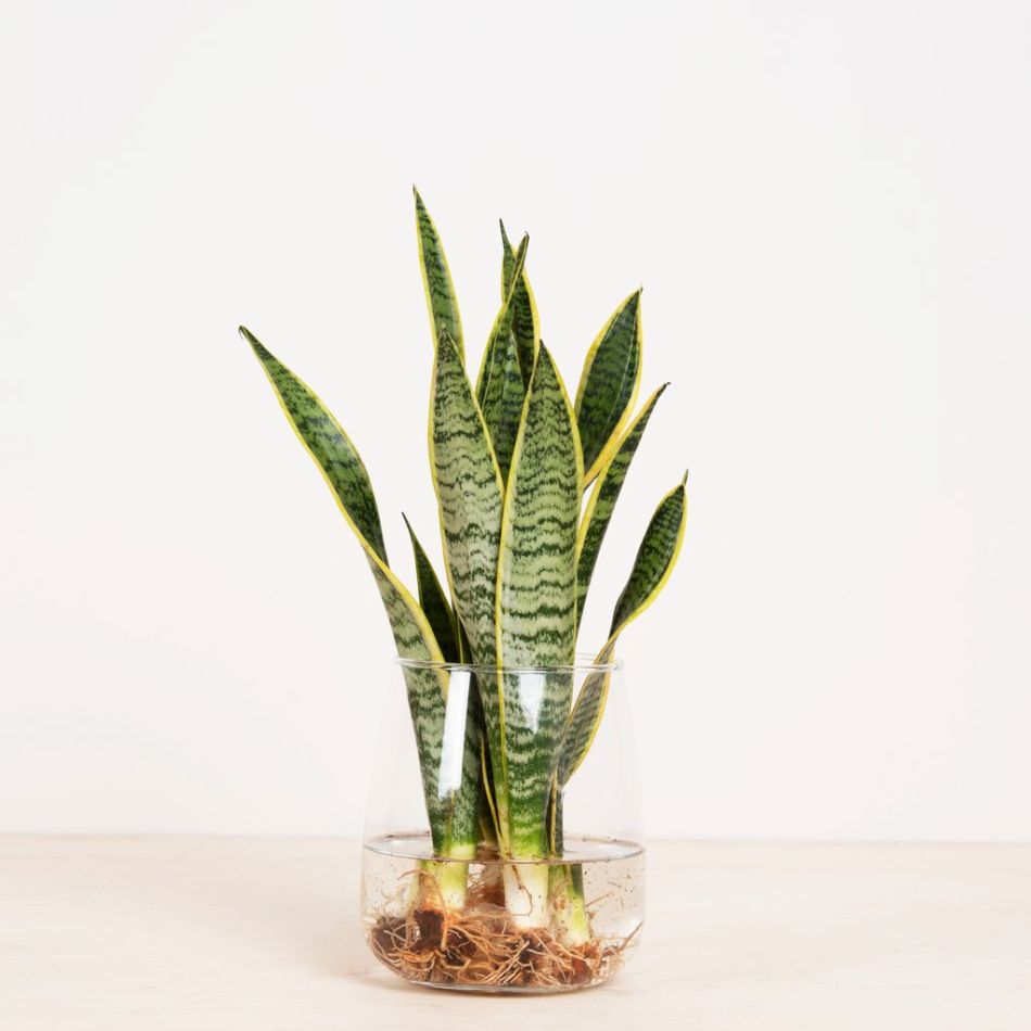 Sansevieria in Vaas