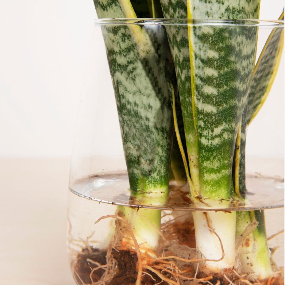 Sansevieria in Vaas