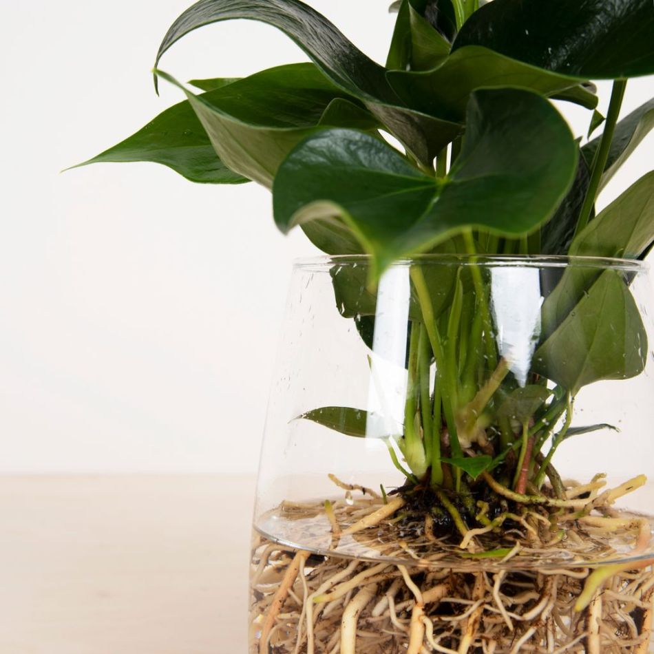 Anthurium in Vaas