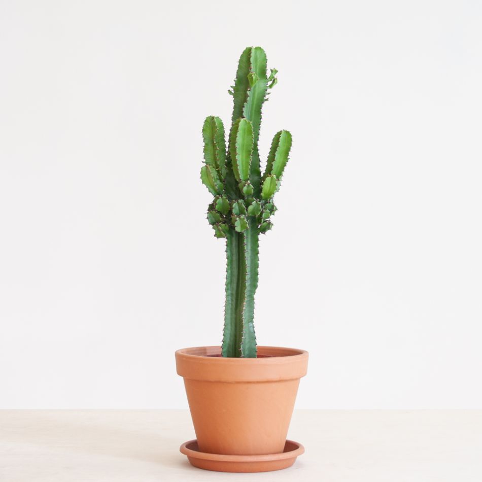Euphorbia Erytrea - Cowboycactus - P19