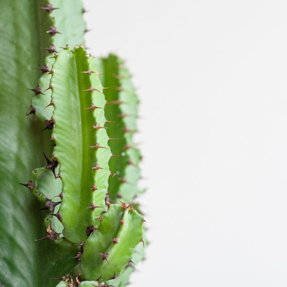 Euphorbia Ingens (cowboycactus) P 17 cm