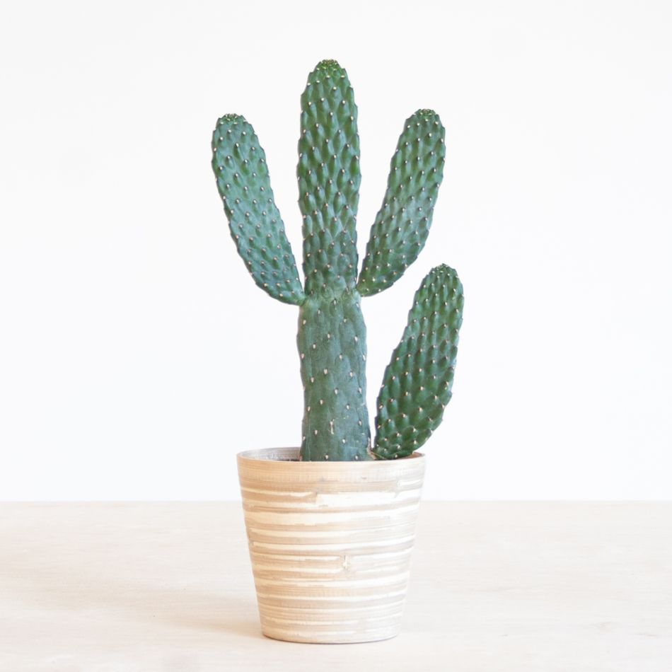 Cactus Opuntia
