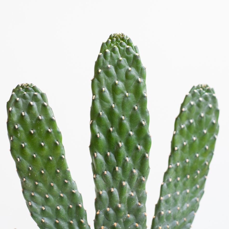 Cactus Opuntia - P12