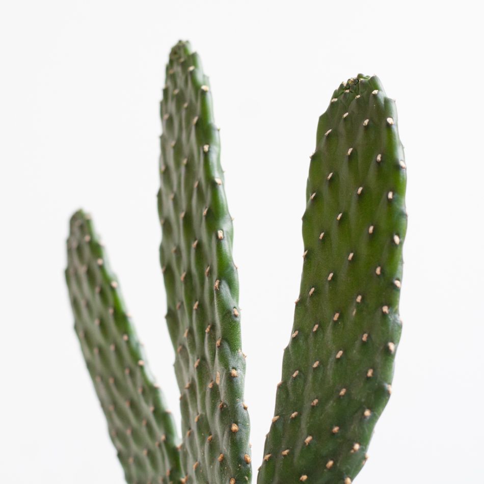 Cactus Opuntia - P12