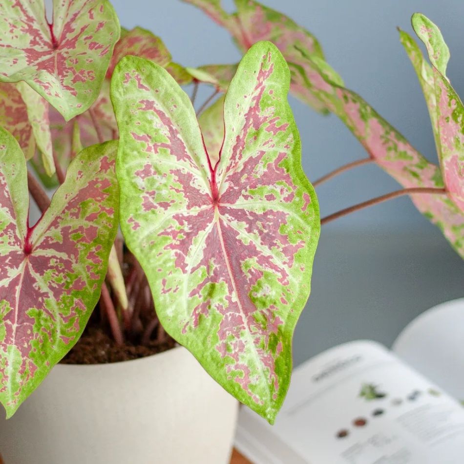 Caladium Seafoam Pink blad