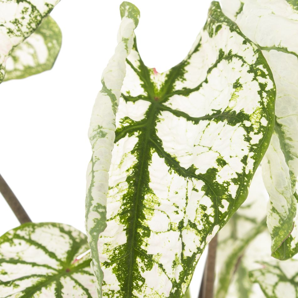 Caladium Candidum blad
