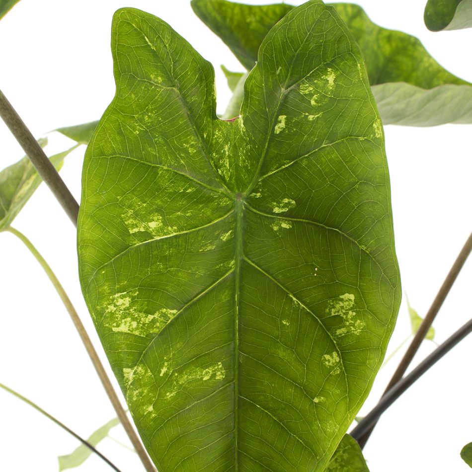 Caladium Frog in a Blender blad